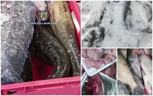 Peste 1.000 de kilograme de peşte confiscate înainte de Duminica Floriilor. Ce nereguli au găsit inspectorii de la Protecţia Consumatorilor