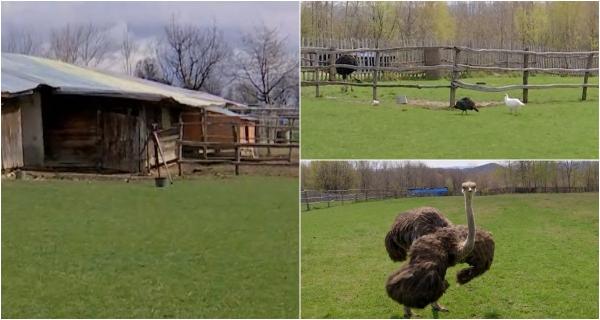 Afacerea care devine mai profitabilă în perioada Paştelui. Preţurile pot varia între 150 şi 170 de lei