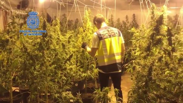 Trei români au ajuns pe mâinile poliţiştilor spanioli. Bărbaţii se ocupau de o plantaţie de marijuana în Gandia
