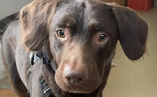 Căţel dependent de alcool, sedat zile la rând ca să scape cu bine de sevraj. Medicii  din UK nu au reuşit să-i salveze prietenul