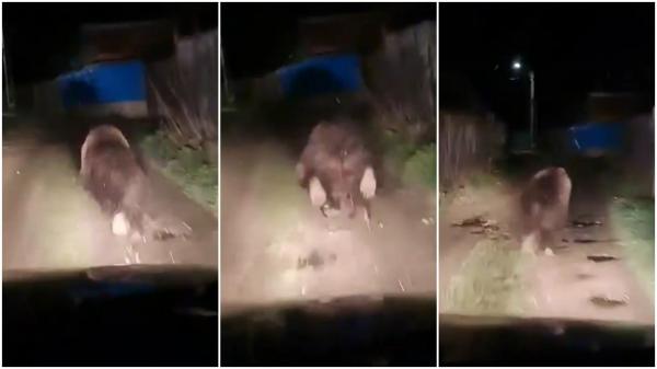 Urs, fugărit de un şofer minute în şir, în Bacău. "Nu, iubire, cum să îl calci?!"