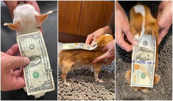 Actriţa Demi Moore vrea să-şi înscrie căţelul în Cartea Recordurilor