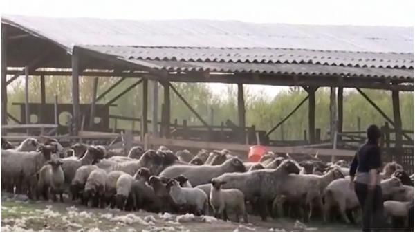Bărbat ucis din greşeală la o stână din Dolj. Participa la sacrificarea unui miel, când a fost înjunghiat cu un cuţit în piept