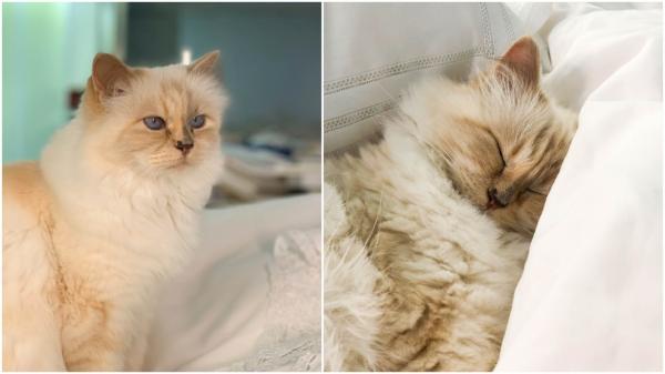 Celebra Choupette nu şi-a încasat moştenirea nici la 4 ani după moartea lui Karl Lagerfeld. Felina a primit prin testament 1,5 milioane de euro