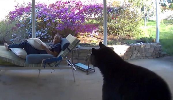 Întâlnire de gradul zero: Un american a împietrit când s-a trezit cu un urs pe terasă. Animalul, la fel de contrariat de întâlnire