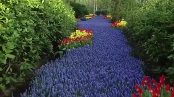A început sezonul lalelelor în cea mai mare grădină de flori din lume, Keukenhof. Atracţia, rivala celor mai cunoscute muzee din Amsterdam
