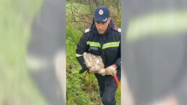 Misiune inedită în Tulcea: o barză cu un ambalaj înfăşurat în jurul gâtului a fost salvată şi eliberată