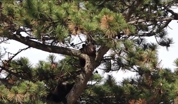 O ursoaică şi trei pui şi-au făcut apariţia în oraşul Odorheiu Secuiesc. Localnicii au primit mesaje RO-Alert: "Este un pericol real"