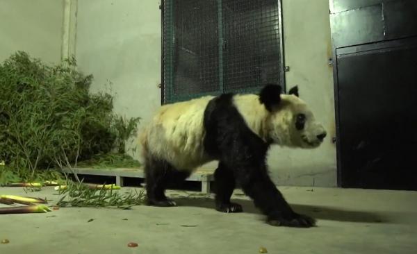 Cum a ajuns ca un urs panda oferit de China americanilor să creeze tensiuni între Washington şi Beijing