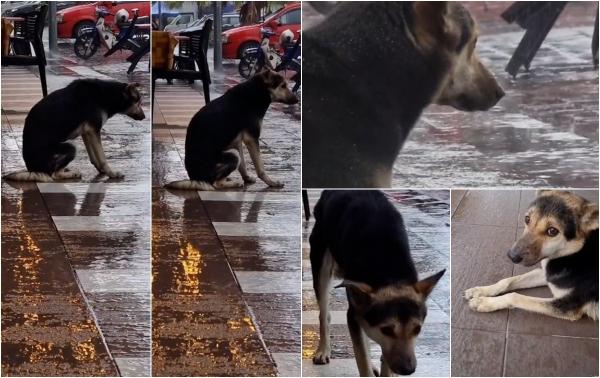 Imagine sfâşietoare: Un câine trist stă în faţa unui magazin în aşteptarea omului drag, în Malaezia. Povestea care a făcut înconjurul internetului