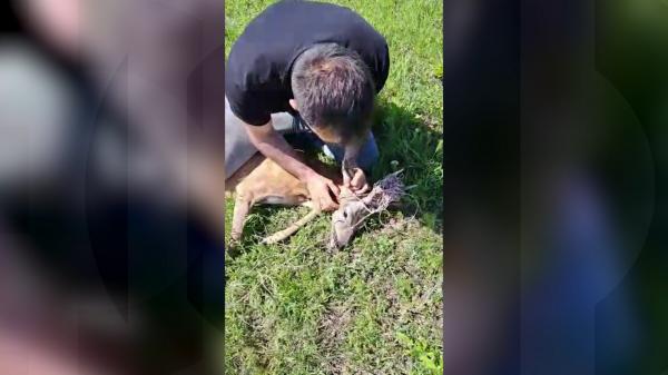 Doi vânători din Galaţi au salvat un căprior blocat într-un gard de sârmă. Animalul, eliberat în natură