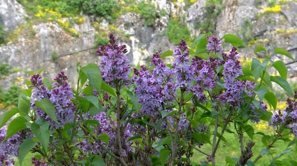 Rezervaţia unică din România unde liliacul este rege. Deşi a fost declarată zonă protejată acum două decenii, floarea e pe cale de dispariţie