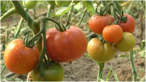 Cât costă un kg de roşii româneşti din prima recoltă. Aşteptarea pofticioşilor va lua sfârşit în câteva zile: "Le caută pentru că văd că au gust"