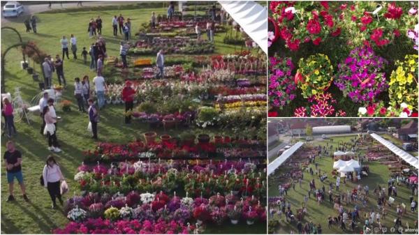 Cel mai frumos târg de plante, în Mureş. Floarea care a cucerit în acest an toţi vizitatorii