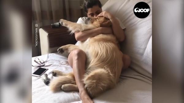 Premieră juridică: Doi avocați orădeni au dovedit în instanță că animalul de companie este ființă vie, nu bun mobil. Ce se întâmplă în cazul unui partaj