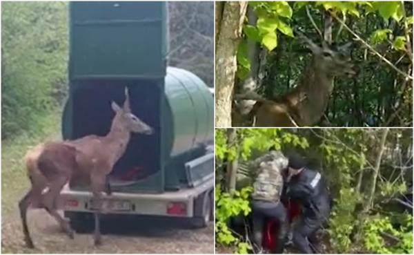 Un cerb de numai un an, care a poposit într-un cartier din Braşov, a fost salvat de o echipă de intervenţie. Animalul se rătăcise printre blocuri