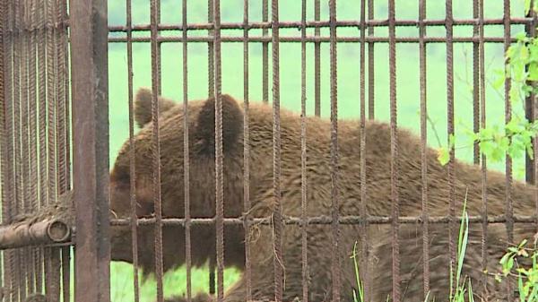 Urşii "şi-au făcut rondul" prin staţiunile de pe Valea Prahovei. A curs cu mesaje RO-Alert