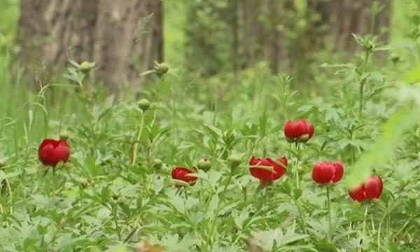 Locul din România care atrage mii de turişti pentru a admira bujorii. Cei care sunt tentaţi să rupă florile riscă o amendă de 6.000 de lei