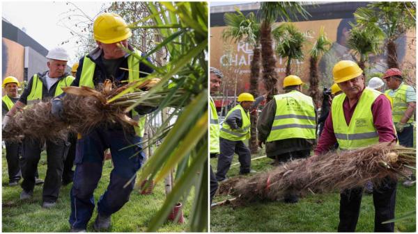 VIDEO. Palmierii lui Negoiţă, smulşi de Nicuşor Dan şi duşi în faţa primăriei de sector. Cât au costat arborii