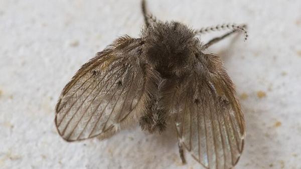 Insectele identificate în România care dau fiori Occidentului. Specialiştii de la noi contrazic biologii din vest: Nu sunt periculoase