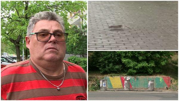 "Sunt foarte mari şi periculoşi. Dacă muşcă un copil, ce se întâmplă?" Cartier din Târgu Mureş, terorizat de şobolani. Soluţia autorităţilor: să pună capcane