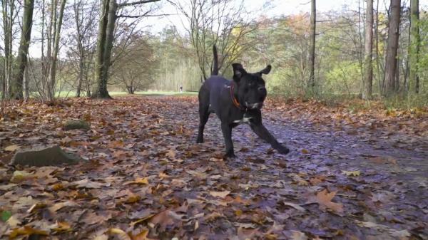 Cresc amenzile pentru proprietarii câinilor de luptă. Experţii spun că nu-i suficient şi cer controale anuale, inclusiv pentru stăpâni