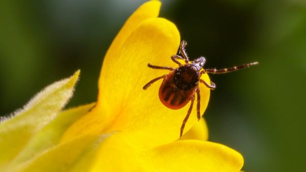 Cum ne protejăm împotriva căpuşelor. Secretele ascunse ale bolii Lyme