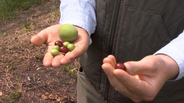 Românii, revoltaţi după ce au văzut cât costă 1 kg de corcoduşe în piaţă. "Sunt gratis la noi pe stradă"