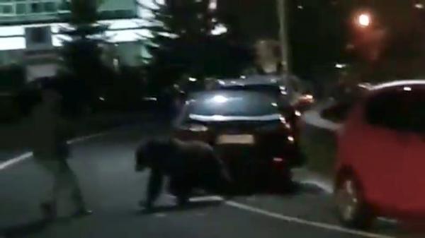 Urşii au dat buzna în mai multe oraşe din ţară. Un bărbat din Argeş şi-a pus viaţa în pericol după ce a încercat să alunge un urs cu un băţ