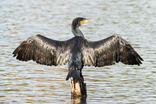 Cormoranii vor putea fi vânaţi pe tot parcursul anului. Proiectul a fost adoptat de deputaţi, legea merge la promulgare