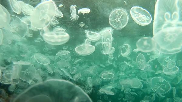 Porturile de pe litoral, invadate de milioane de meduze. Deși spectaculos, fenomenul este dăunător însă pentru pescari