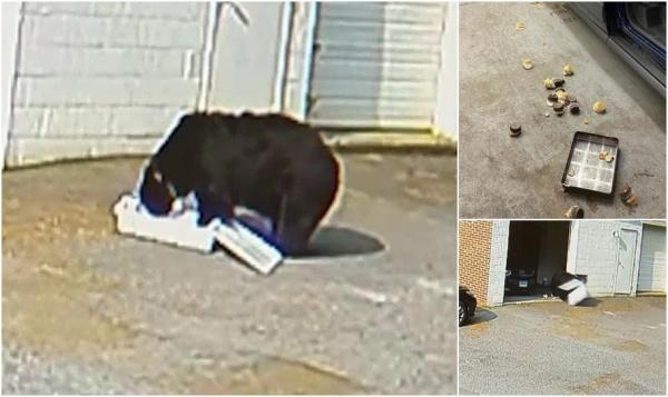 Un urs flămând s-a "autoservit" cu 60 de brioşe, după ce a intrat în garajul unei cofetării din SUA. Momentul, surprins pe camerele de supraveghere