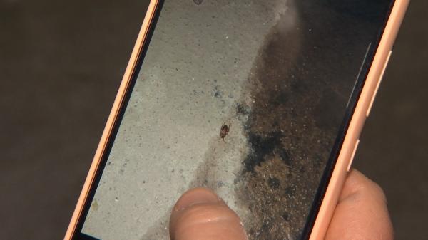 Condiţia pusă de Primăria Capitalei ca să-i scape pe bucureşteni de gândaci: dovada foto. "Le-am trimis poze cu indivizii de la subsol"