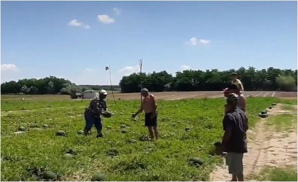 Pepenii româneşti ajung în pieţe de abia peste o lună. Fermierii şi-au făcut planul cu câţi bani să vândă kilogramul