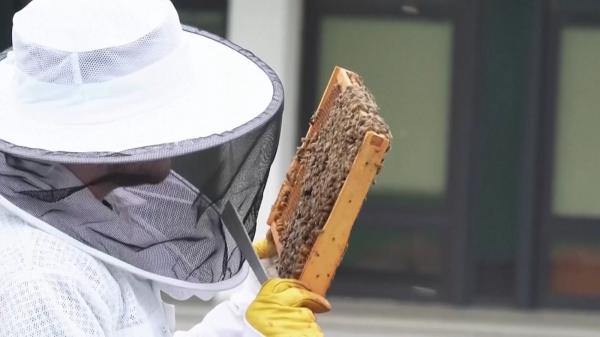 De ce împânzesc americanii oraşele cu stupi de albine, instalaţi pe acoperişurile spitalelor, tribunalelor şi nu numai