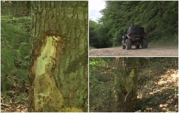 O femeie de 39 de ani din Iași a murit, iar o alta a fost rănită, după ce au intrat cu ATV-ul într-un copac. Cele două se aflau în teambulding în Suceava