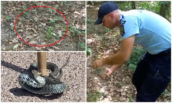 Fiori reci pentru o femeie din Botoşani: s-a trezit cu un şarpe lung de 1 metru în bucătărie. Reptila, prinsă de jandarmi şi eliberată în pădure