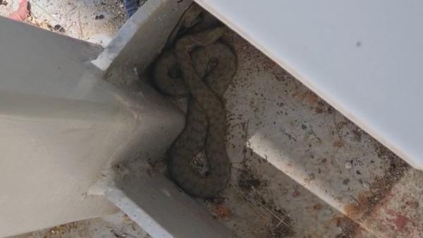 Orădenii, avertizaţi prin RO ALERT să se baricadeze că sunt şerpi în zonă. Amendă de 5.000 de lei pentru cei care ucid un exemplar