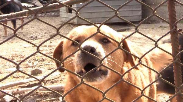 Care este starea băieţelului de 3 ani, muşcat de câine chiar în braţele mamei, în Lupeni. Animalul ar fi vrut să se joace şi a sărit către copil