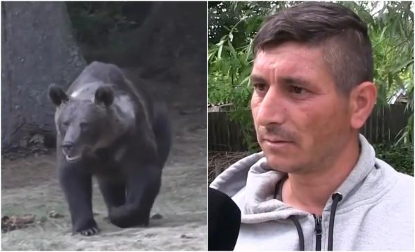 ''Ne este frică!'' Vasluienii, terorizați de urşi. Localnicii se tem pentru vieţile lor, dar şi pentru animalele din gospodărie