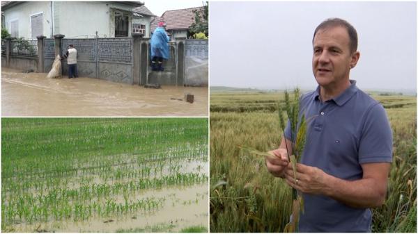 Munca fermierilor, distrusă de ploile abundente. Culturile de porumb, rapiţă şi orz, cele mai afectate: "Eu speram la 8, 9 tone pe hectar!"