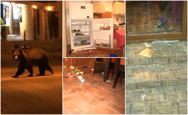 "Putea oricând să intre peste noi, peste copiii mei". Un urs a dat atacul într-o casă de vacanță din Predeal. A făcut dezastru la parter, apoi a urcat la etaj, în dormitoare