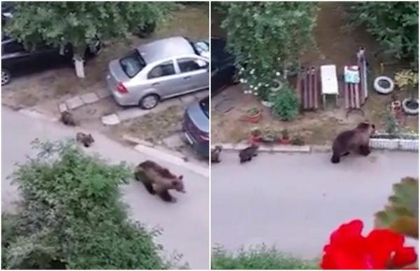 O ursoaică a ieşit la plimbare cu puii, pe aleea unui bloc din Bacău. Localnicii, avertizaţi prin RO-ALERT