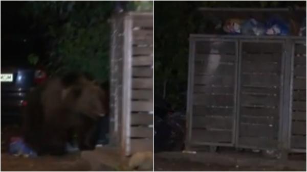 "Şi-a luat un sac şi stă aici şi mănâncă". Urșii care poposesc prin centrul Predealului, atrași de gunoaiele neridicate de câteva zile de firma de salubrizare