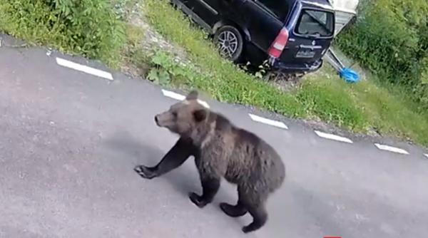 Ce faci dacă te întâlneşti cu ursul, la munte. Tactici care le pot salva viaţa turiştilor