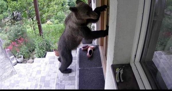 Reacţia unei familii din Săcele, după ce s-a trezit cu ursul la uşă
