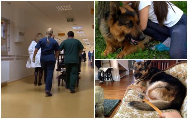 Fetiţa din Piteşti a fost desfigurată de un ciobănesc german, câinele unei rude. Stăpânii spun că nu mai fusese agresiv niciodată