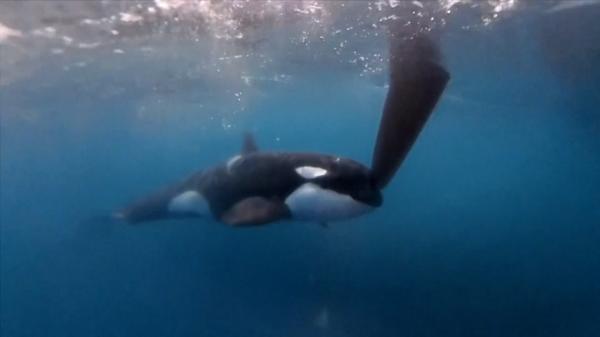 Clipe de groază în Oceanul Atlantic. Balenele ucigașe au atacat  navă care participa la o competiție sportivă