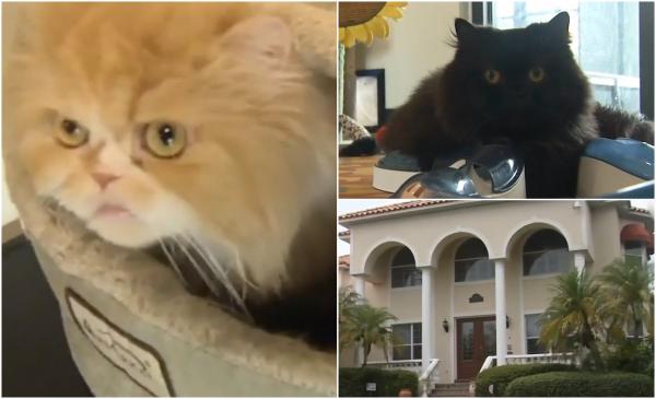 Pisici îmbogăţite peste noapte, după ce stăpâna a murit. Le-a lăsat moştenire un conac de 2,5 milioane de dolari şi economii uriaşe, în SUA