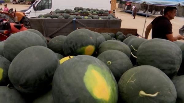 Producţia pepenilor a scăzut anul acesta faţă de anii precedenţi. Cât au ajuns să coste celebrii pepeni de Dăbuleni